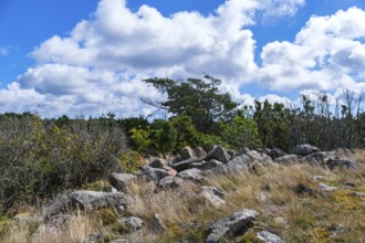 Pristine vegetation and landscape in the Hallarumsviken nature reserve near Karlskrona, Blekinge