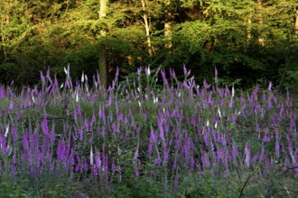 Common foxglove and white foxglove (Digitalis purpurea) in a clearing in the forest, Lower Rhine,