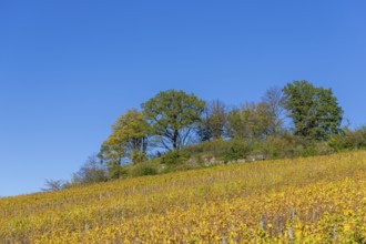 A vineyard in autumn with yellow leaves and trees under a clear blue sky, Strümpfelbach, Rems