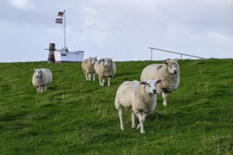 Sheep on a dyke, Pellworm Island, Schleswig-Holstein Wadden Sea National Park, North Frisia,