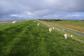 Sheep on a dyke, Pellworm Island, Schleswig-Holstein Wadden Sea National Park, North Frisia,