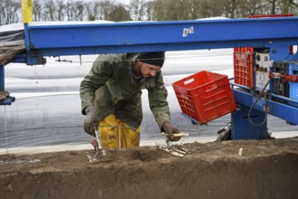 Wesel, North Rhine-Westphalia, Germany, Harvest workers from Eastern Europe harvest the first