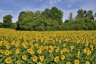 View of a sunflower field, sunflower (Helianthus annuus) in bloom, North Rhine-Westphalia, Germany,