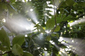 Rays of light fall through the canopy of leaves in the tropical rainforest, light atmosphere,