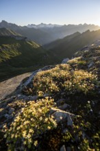 Mountain landscape with alpine flowers at sunrise, view of mountain peaks of the Venediger group