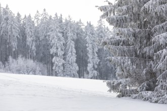 Snow-covered winter landscape decorated with hoarfrost near Eibenstock, Erzgebirge, Saxony,