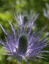 Umbelliferae (Eryngium zabeli), Botanical Garden Jardin du Lautaret, Villar-d'Arêne, Département