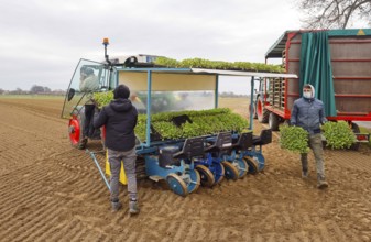 Welver, Soest district, Sauerland, North Rhine-Westphalia, Germany - Vegetable cultivation, field