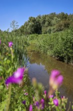 Bottrop-Gladbeck, North Rhine-Westphalia, Germany, Renaturalised Boye, the tributary of the