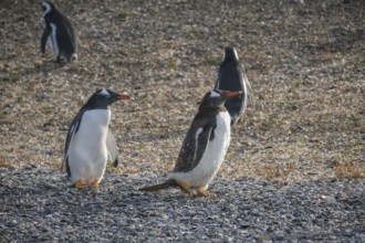 Ushuaia, Tierra del Fuego, Argentina, Gentoo penguins and Magellanic penguins on Isla Martillo in