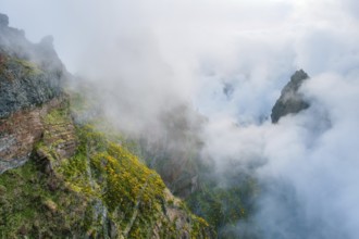 A mountain covered in fog and clouds with blooming Cytisus shrubs. Near Pico de Arieiro, Madeira