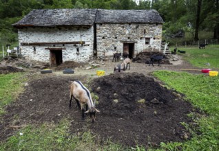 Goats (Capra) and goat pen, village of Sonogno, Verzasca Valley, Valle Verzasca, Canton Ticino,