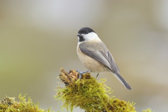 Willow Tit (Parus montanus), sitting on a branch overgrown with moss, Wildlife, Winter, Animals,