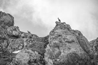 Black and white, Two chamois, Wilder Kaiser, Kaiser Mountains, Tyrol, Austria, Europe