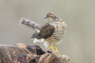 Sparrowhawk (Accipiter nisus) male, standing attentively on a root, wildlife, bird of prey, nature