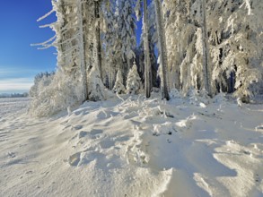 Snow-covered forest, Grod, Beinwil Freiamt, Canton Aargau, Switzerland, Europe