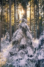 Snow-covered tree in the forest, sun rays breaking through the branches, Seewald, Black Forest,