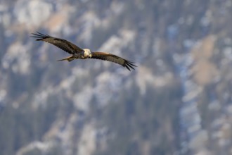 Red kite (Milvus milvus), Münster, Tyrol, Austria, Europe