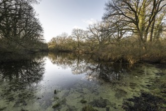 English oaks (Quercus robur) at a pond, Emsland, Lower Saxony, Germany, Europe