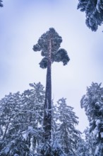 Tall pine tree in snowy forest with grey sky, Enzklösterle, district of Calw, Black Forest,