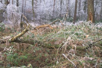 View of an oak tree frozen with hoarfrost in the forest, landscape photo, nature photo, flora,