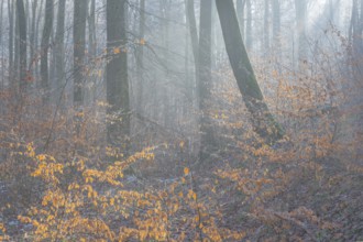 View of beech trees in the forest with hoarfrost frozen vegetation against the light