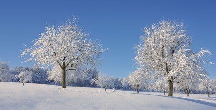 Row of trees covered in deep snow against a blue sky, Horben, Lindenberg, Freiamt, Canton Aargau,