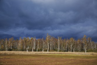 Bog birch (Betula pubescens), in front of a dark sky, Federsee lake nature reserve, UNESCO World