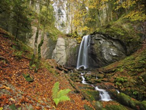 Waterfall, Finstersee, ferns and discoloured beech leaves in the foreground, Canton Zug,