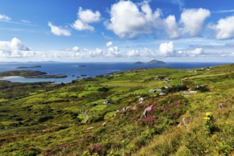 Typical coastline, blooming heather, Scariff and Deenish Islands on the horizon, spring clouds,