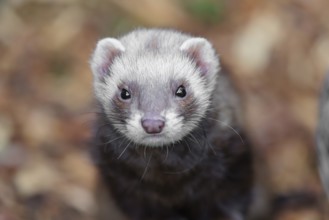 Portrait of a young ferret (Mustela putorius furo)