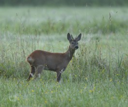 Roe deer (Capreolus capreolus), roebuck standing in a meadow, wildlife, Lower Saxony, Germany,