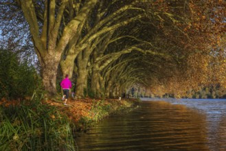 Essen, North Rhine-Westphalia, Germany - Young woman jogging on the lakeshore under trees with