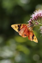 Jersey tiger or Spanish flag (Euplagia quadripunctaria), sucking nectar on Hemp agrimony