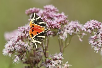 Jersey tiger or Spanish flag (Euplagia quadripunctaria), sucking nectar on Hemp agrimony