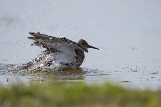 Ruff (Philomachus pugnax), bathing, backlit, Ochsenmoor, Dümmer, Lemförde, Lower Saxony, Germany,