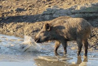 A young wild boar (Sus scrofa) crushes the ice from a small frozen pond and eats it