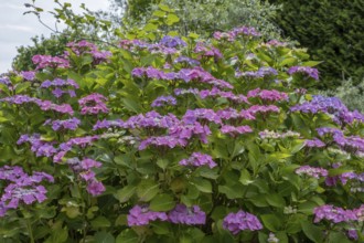 Sawn hydrangea (Hydrangea serrata), plate hydrangea, North Rhine-Westphalia, Germany, Europe