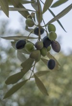 Close-up of an olive branch with ripe olives in different colours against a blurred green