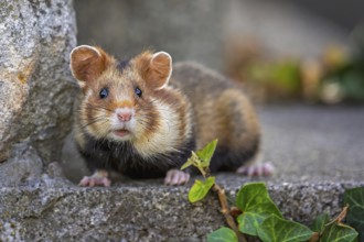 Field hamster (Cricetus cricetus) European hamster, rodent, crepuscular and nocturnal territorial