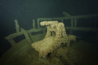 An old steering position of a shipwreck, with mussels, quagga triangle mussel (Dreissena