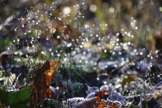 Water droplets, beautiful bokeh, winter, Germany, Europe