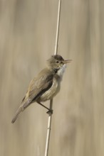 Eurasian reed warbler (Acrocephalus scirpaceus) male calling in reed land, marshland in spring