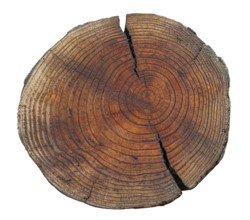 Cross section of Douglas fir, Columbian pine (Pseudotsuga menziesii) showing pattern of annual