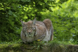 Eurasian lynx (Lynx lynx) resting on rock in thicket of forest