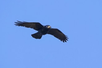 Rook (Corvus frugilegus) in flight against blue sky