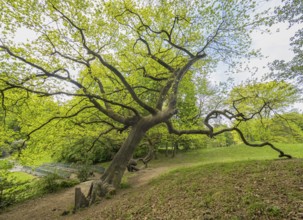 Oak (Quercus sp.) ornamental old tree, growing in a park, Hesse, Germany, Europe