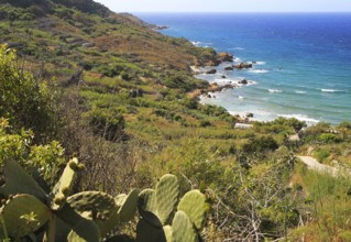 Coastal scenery San Blas bay, island of Gozo, Malta, Europe