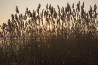 Reeds winter sunset, River Deben, Ramsholt, Suffolk, England, UK