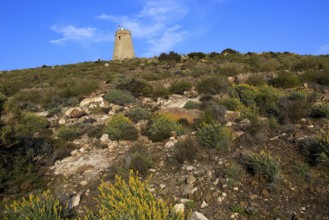 Torre Vigia de los Lobos watchtower, Rodalquilar, Cabo de Gata natural park, Almeria, Spain, Europe